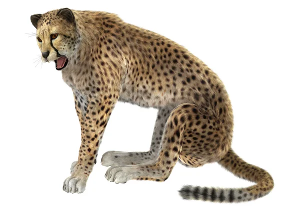 Cheetah — Stock Photo, Image