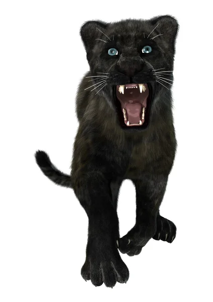 Black Panther — Stock Photo, Image