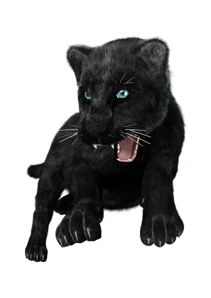 Hunting Black Panther — Stock Photo, Image