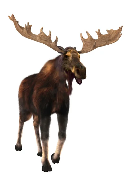 Moose — Stock Photo, Image