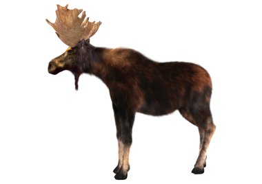 geyik