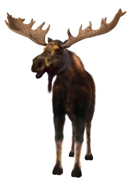 Moose clipart