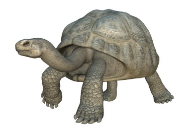 Galapagos kaplumbağası