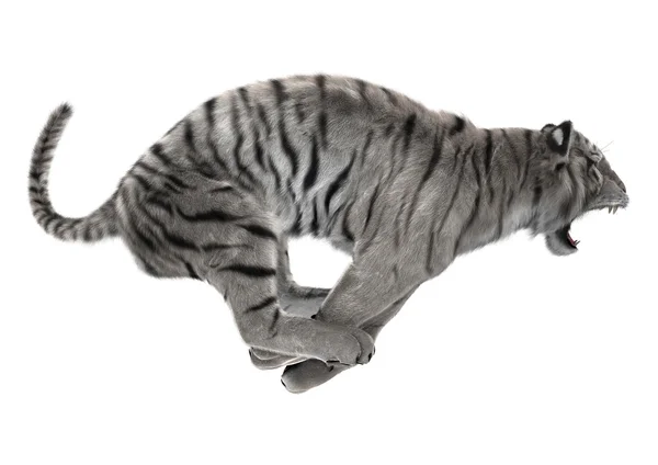 Weißer Tiger — Stockfoto