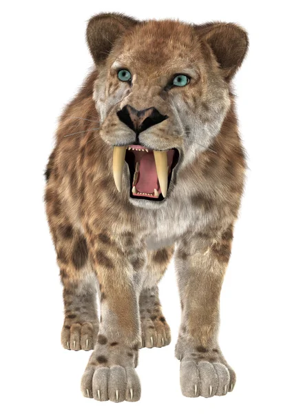 Grande gato smilodon — Fotografia de Stock