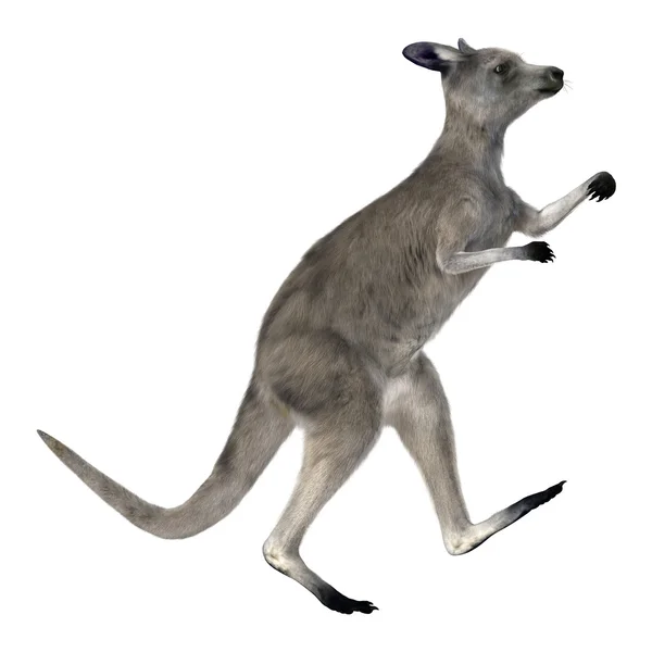 Eastern Grey Kangaroo — Stock Photo, Image