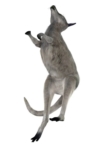 Eastern Grey Kangaroo — Stock Photo, Image