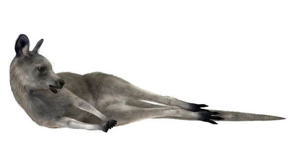Canguro gris oriental — Foto de Stock