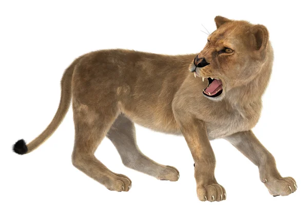 Angry Lioness — Stock Photo, Image