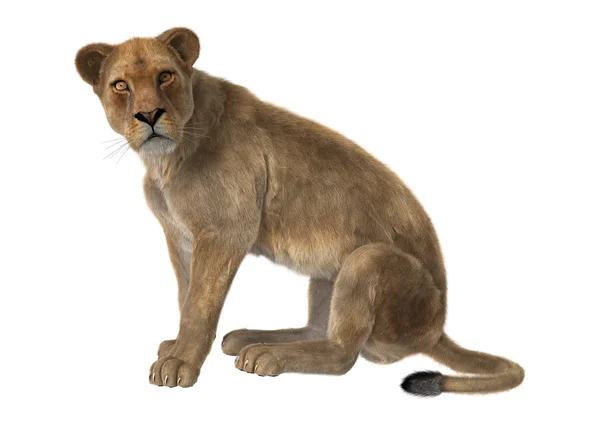 Lioness — Stock Photo, Image