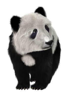 Panda.