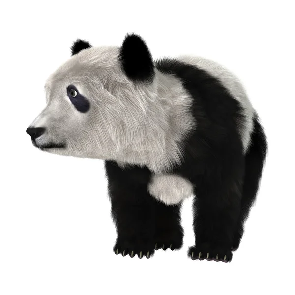 Pandamaci — Stock Fotó
