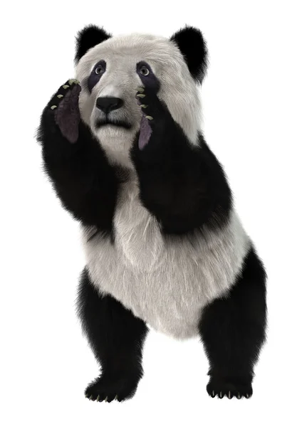 Oso Panda — Foto de Stock