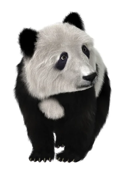 Pandabär — Stockfoto