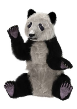 Panda.