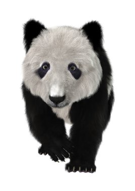 Panda.