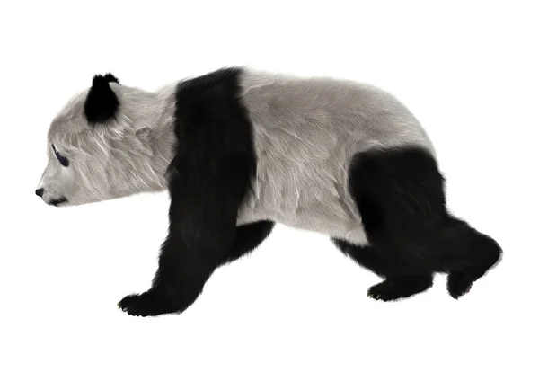 Niedźwiedź panda — Zdjęcie stockowe