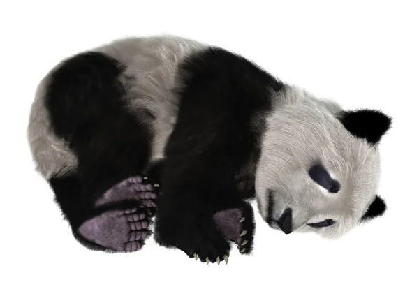Oso Panda — Foto de Stock