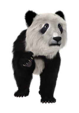 Panda.