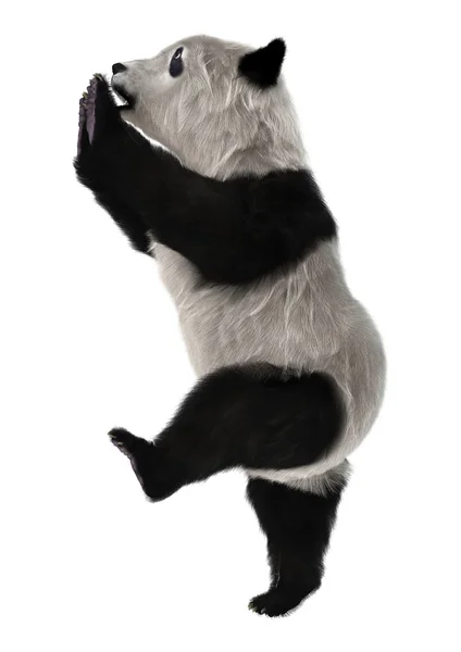 Urso Panda — Fotografia de Stock