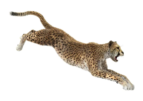 Cheetah — Stock Photo, Image