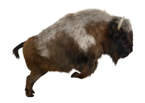 Bisonte americano — Foto de Stock