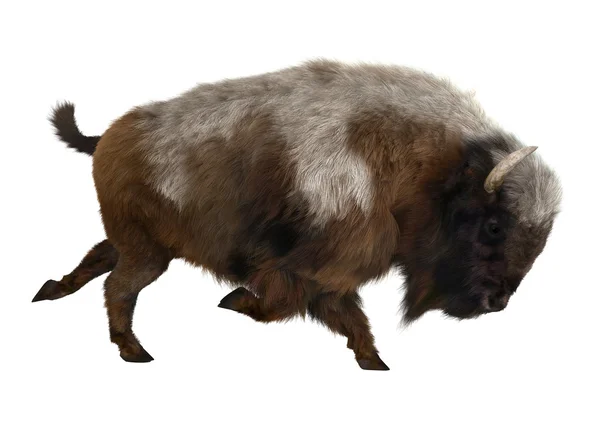 American Bison — Stock Photo, Image