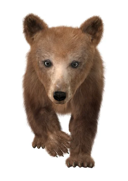 Kleiner Braunbär — Stockfoto