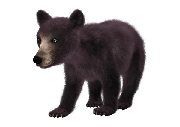 Pequeño oso negro — Foto de Stock