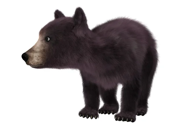 Pequeño oso negro — Foto de Stock