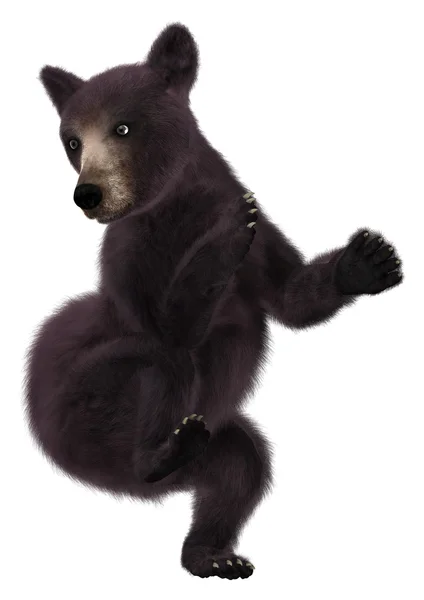 Μικρή μαύρη αρκούδα — Φωτογραφία Αρχείου