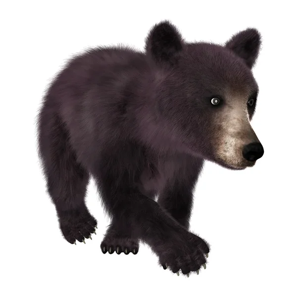 Маленький чорний ведмідь — стокове фото