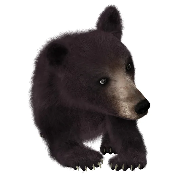 Pequeno urso preto — Fotografia de Stock