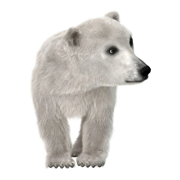 Μικρό πολικό αρκουδάκι — Φωτογραφία Αρχείου