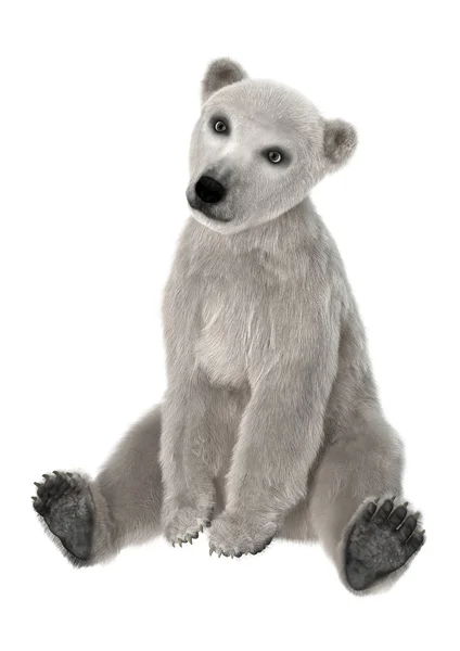 Urso polar bebê — Fotografia de Stock