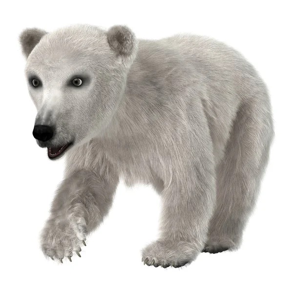 Urso polar bebê — Fotografia de Stock