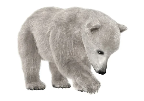 Urso polar — Fotografia de Stock