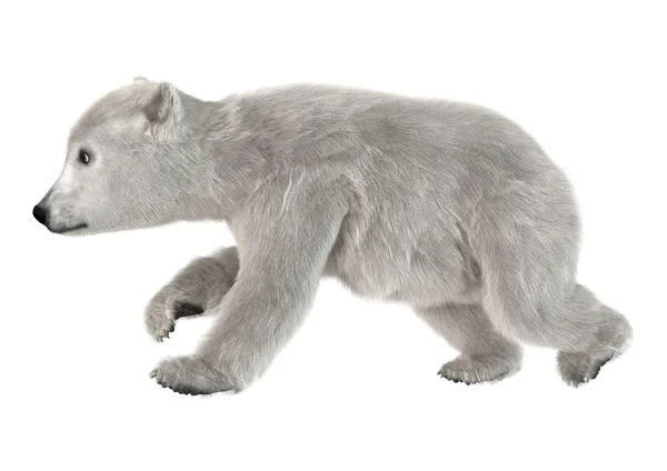 Eisbär — Stockfoto