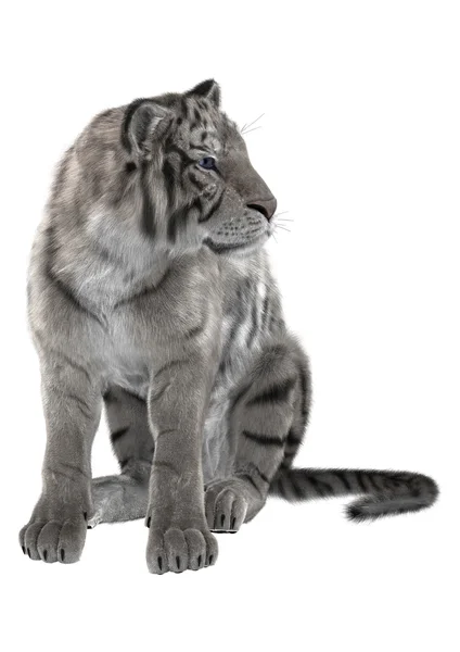 White Tiger — Stock Photo, Image