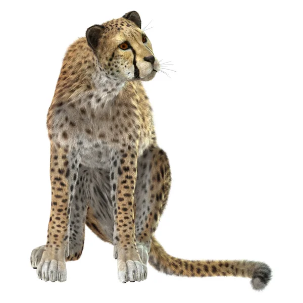 Cheetah — Stock Photo, Image