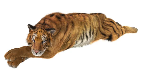 Tijger — Stockfoto