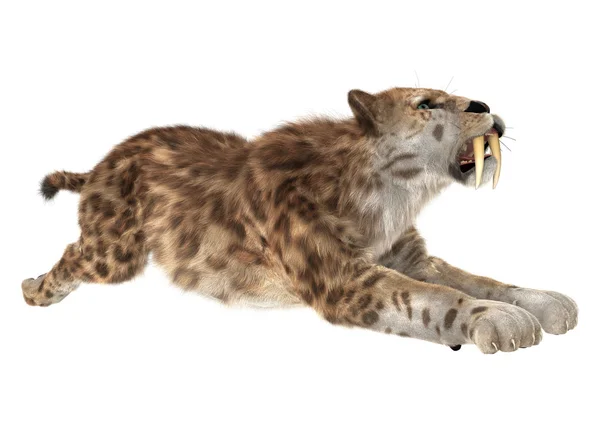 Grande gato smilodon — Fotografia de Stock