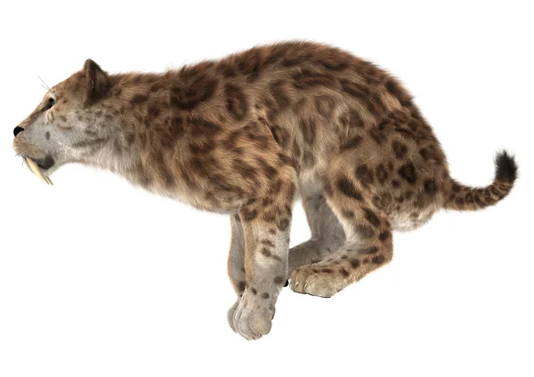 Gran gato Smilodon —  Fotos de Stock