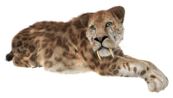 Великі кішки Smilodon — стокове фото