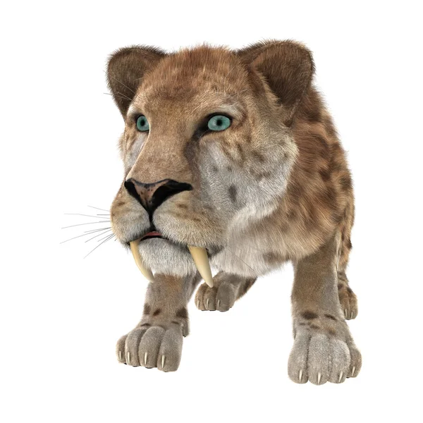 Wielki kot Smilodon — Zdjęcie stockowe