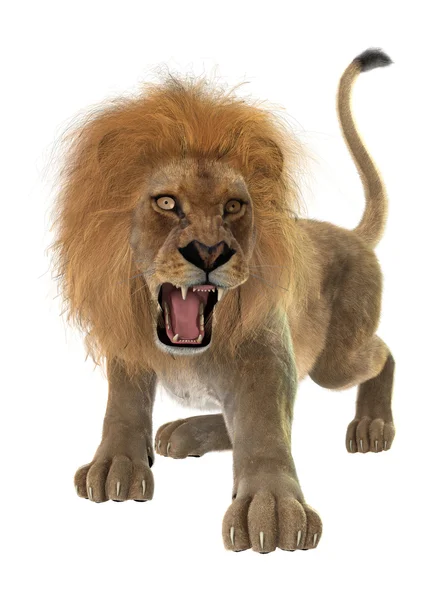 Male Lion — Stock Photo, Image