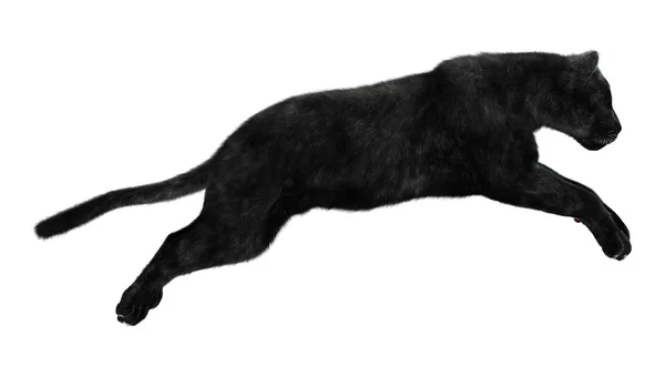 Чёрная пантера — стоковое фото