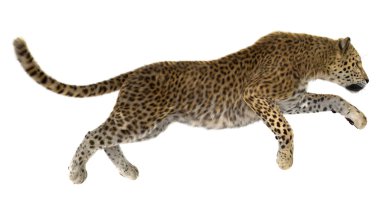 leopar