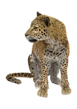 leopar