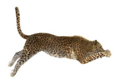 leopar